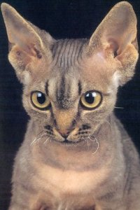 Кошка с кудряшками